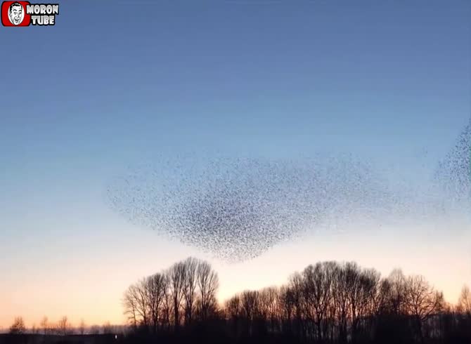 Video :The stunning synchronized dancing of Murmuration